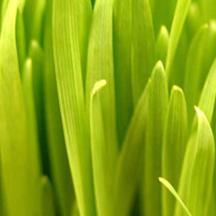 在线轰炸电话软件版