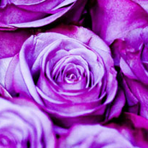 接码短信社区平台